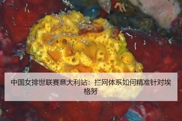 zhong-guo-nv-pai-shi-lian-sai-yi-da-li-zhan-lan-wang-ti-xi-ru-he-jing-zhun-zhen-dui-ai-ge-nu-3-514.jpg